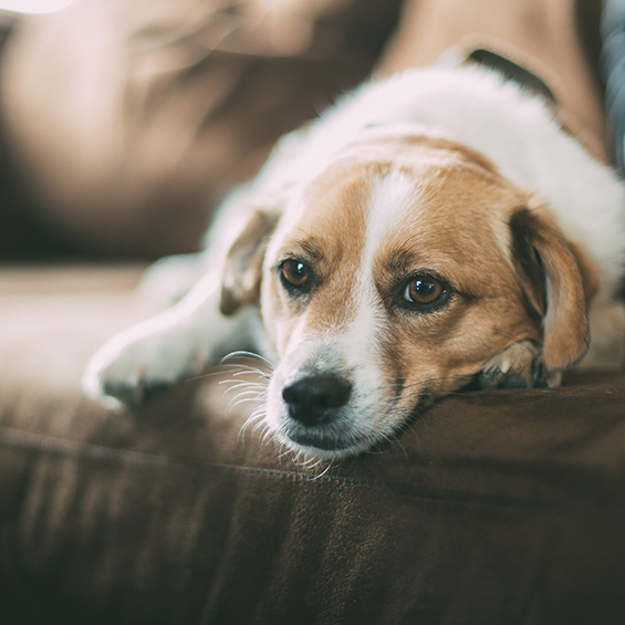 'come-prendersi-cura-di-un-cane-anziano