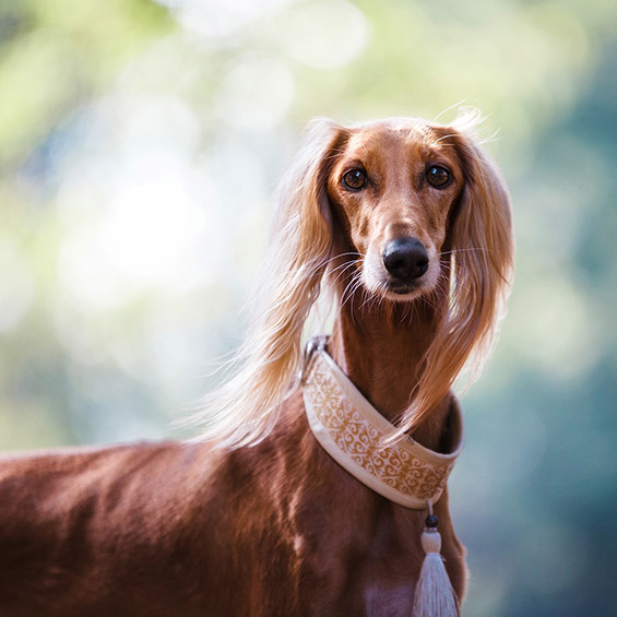 'come-prendersi-cura-del-pelo-e-della-pelle-del-tuo-animale-domestico