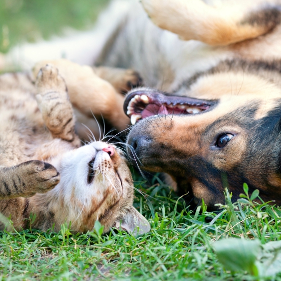 'artrite-e-problemi-articolari-dei-cani-e-dei-gatti